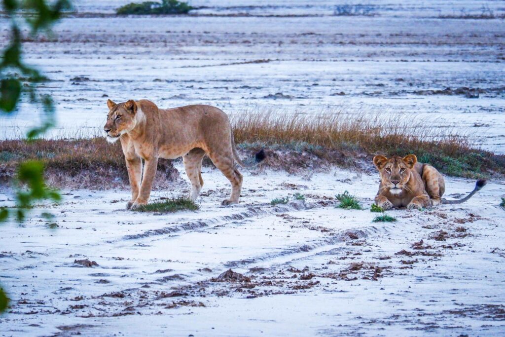 Saadani National Park