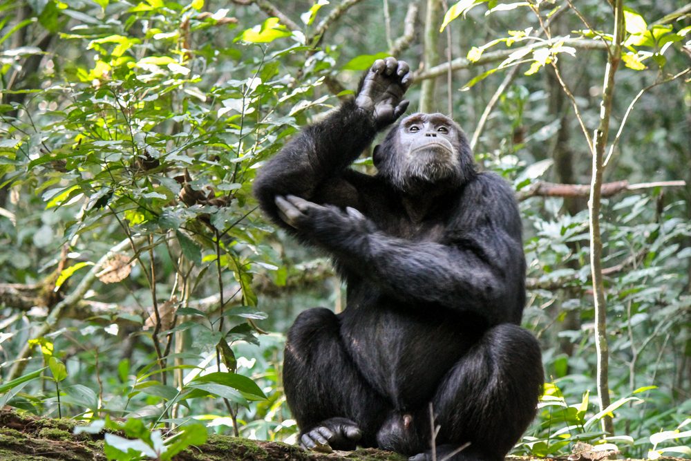 Gombe stream National park