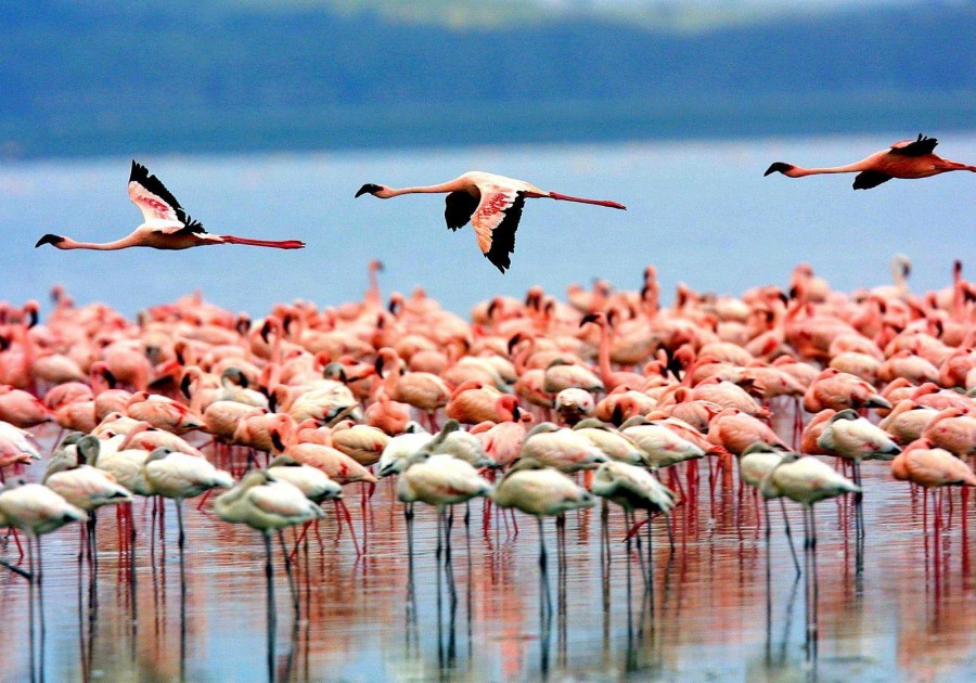 Manyara National Park