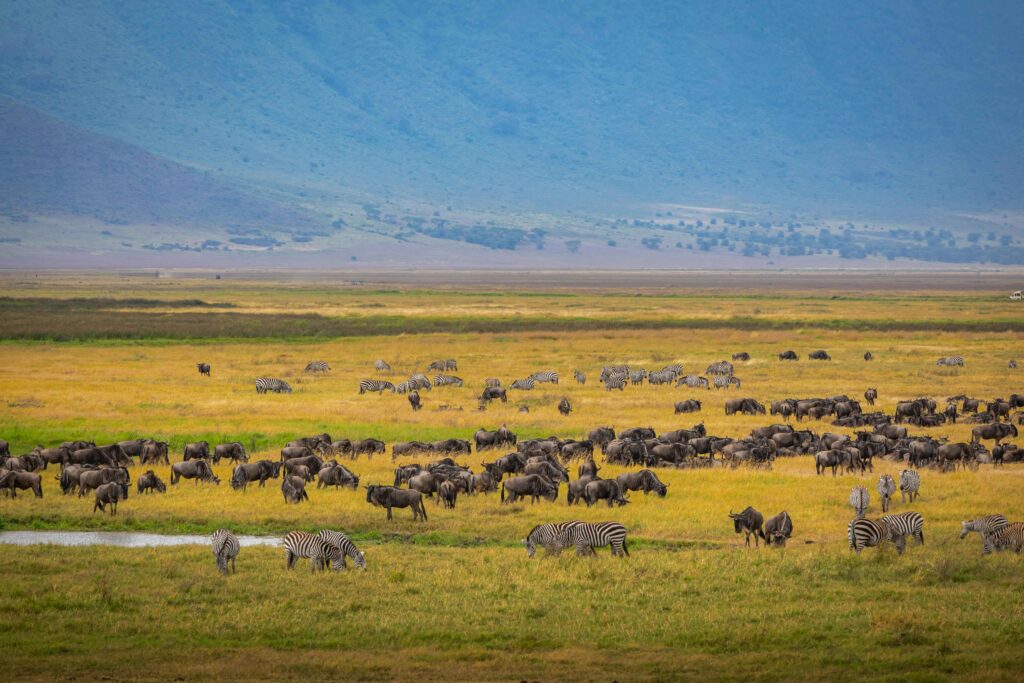 Ngorongoro Crater